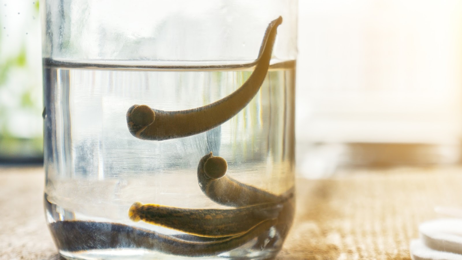 What Is Leech Therapy